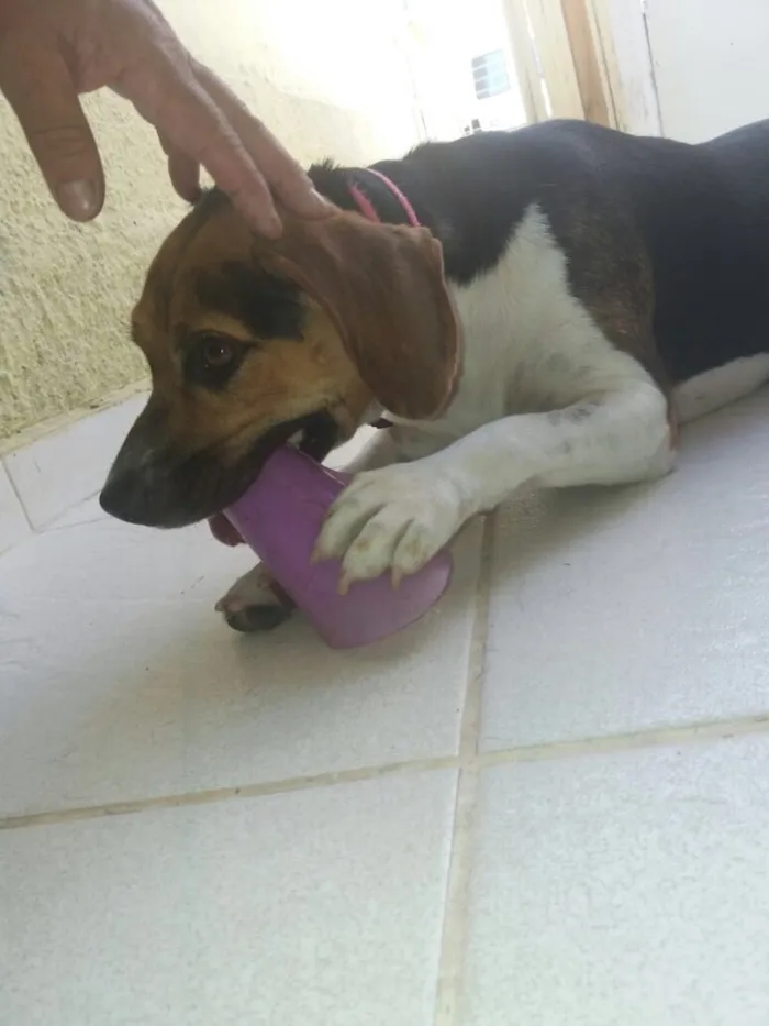 Cachorro ra a Beagle (mestiça) idade 1 ano nome Amora 
