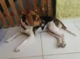 Amora