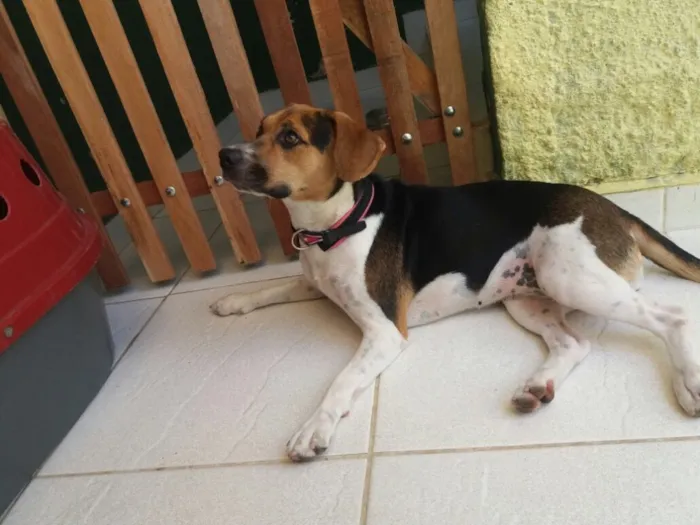 Cachorro ra a Beagle (mestiça) idade 1 ano nome Amora 