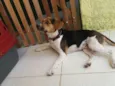 Amora