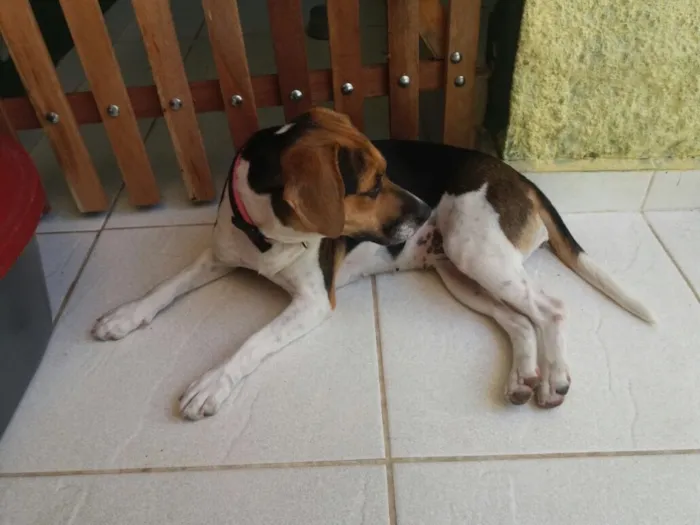 Cachorro ra a Beagle (mestiça) idade 1 ano nome Amora 