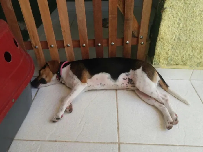 Cachorro ra a Beagle (mestiça) idade 1 ano nome Amora 