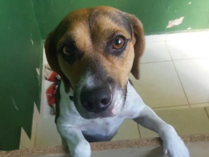 Cachorro ra a Beagle (mestiça) idade 1 ano nome Amora 