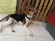 Amora