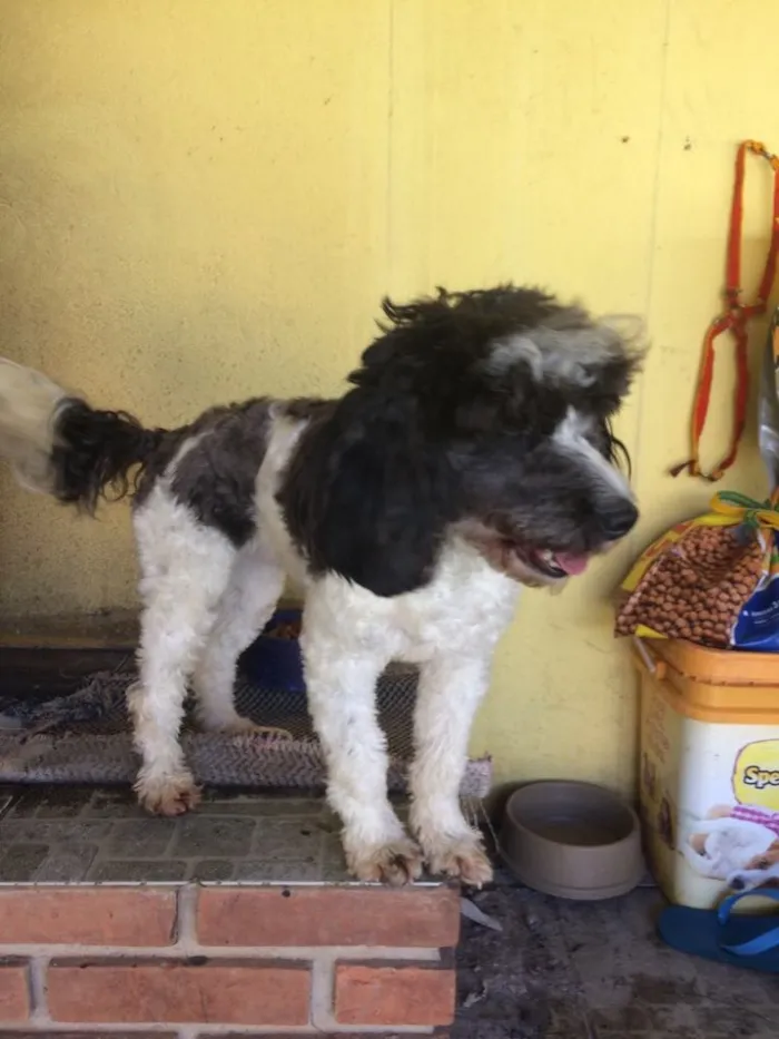 Cachorro ra a Poddle idade 2 anos nome Charlotte
