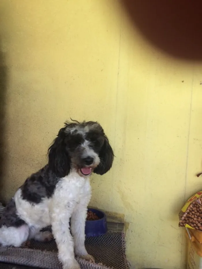 Cachorro ra a Poddle idade 2 anos nome Charlotte