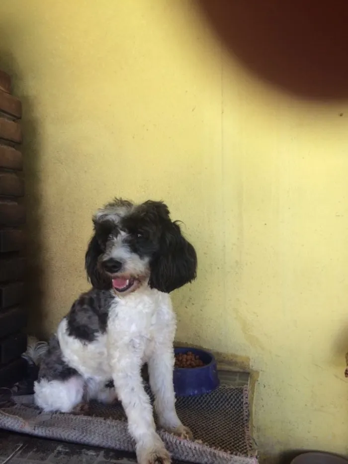 Cachorro ra a Poddle idade 2 anos nome Charlotte