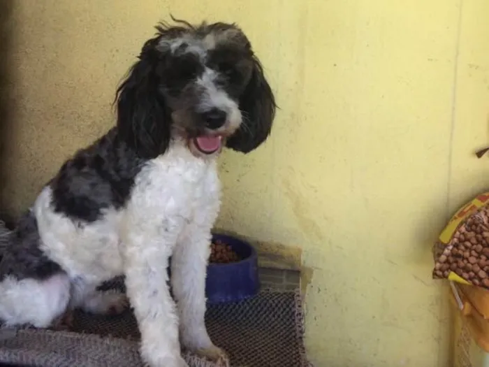 Cachorro ra a Poddle idade 2 anos nome Charlotte