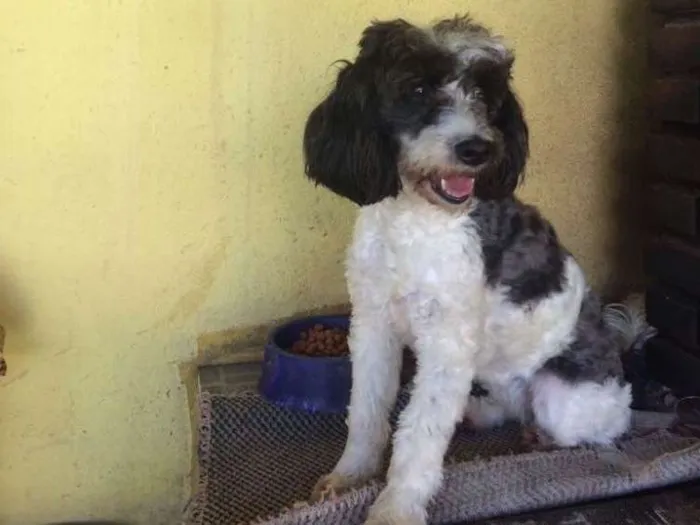 Cachorro ra a Poddle idade 2 anos nome Charlotte