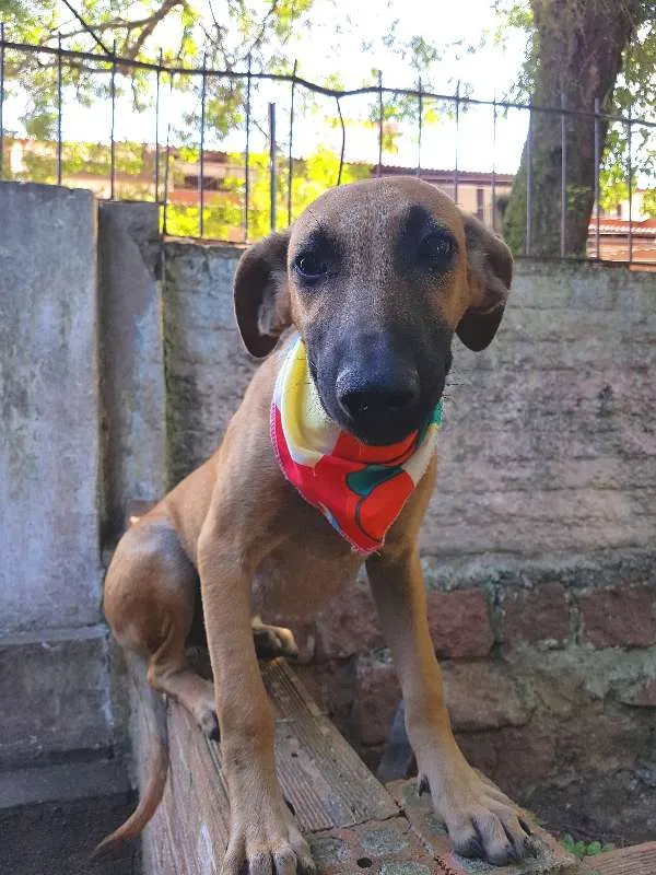 Cachorro ra a SRD idade 2 a 6 meses nome Cézanne