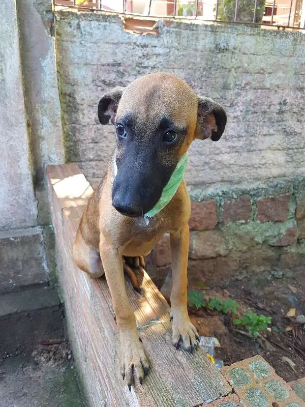 Cachorro ra a SRD idade 2 a 6 meses nome Monet