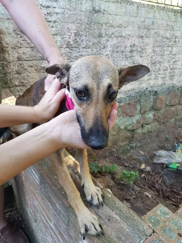 Cachorro ra a SRD idade 1 ano nome Frida