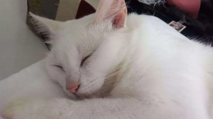 Gato raça Siames misturado com vira lata idade 3 anos nome Ahri e levi