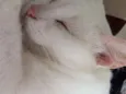 Ahri e levi