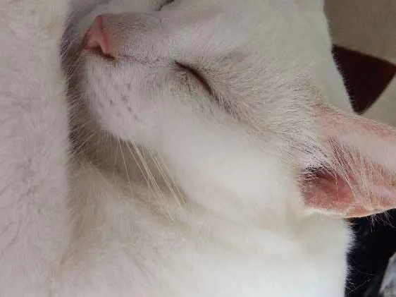 Gato raça Siames misturado com vira lata idade 3 anos nome Ahri e levi