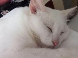 Gato raça Siames misturado com vira lata idade 3 anos nome Ahri e levi