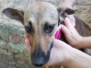Cachorro raça SRD idade 1 ano nome Frida