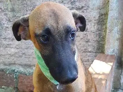 Cachorro ra a SRD idade 2 a 6 meses nome Monet