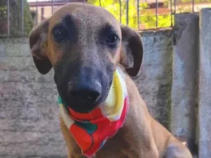 Cachorro raça SRD idade 2 a 6 meses nome Cézanne