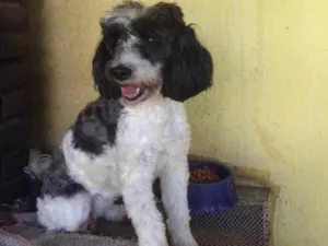 Cachorro raça Poddle idade 2 anos nome Charlotte