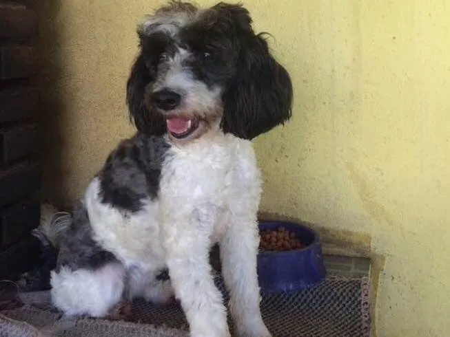 Cachorro ra a Poddle idade 2 anos nome Charlotte