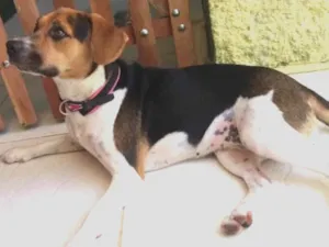 Cachorro raça Beagle (mestiça) idade 1 ano nome Amora 
