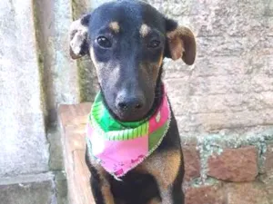 Cachorro raça SRD idade 2 a 6 meses nome Camile