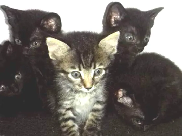 Gato ra a  idade Abaixo de 2 meses nome A escolher