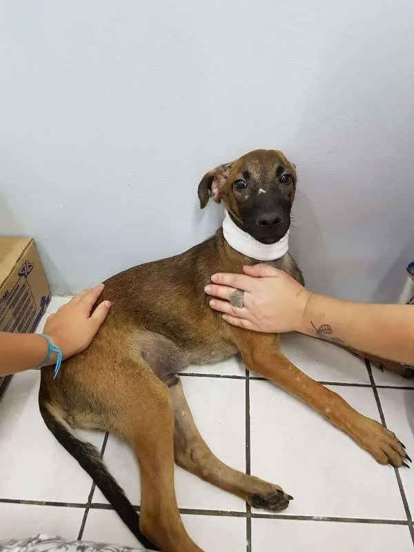 Cachorro ra a SRD idade 2 a 6 meses nome Van Gogh
