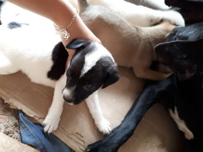 Cachorro ra a Vira lata  idade Abaixo de 2 meses nome Não tem nome 