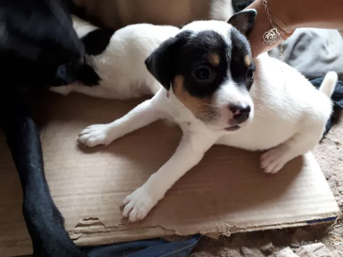 Cachorro ra a Vira lata  idade Abaixo de 2 meses nome Não tem nome 