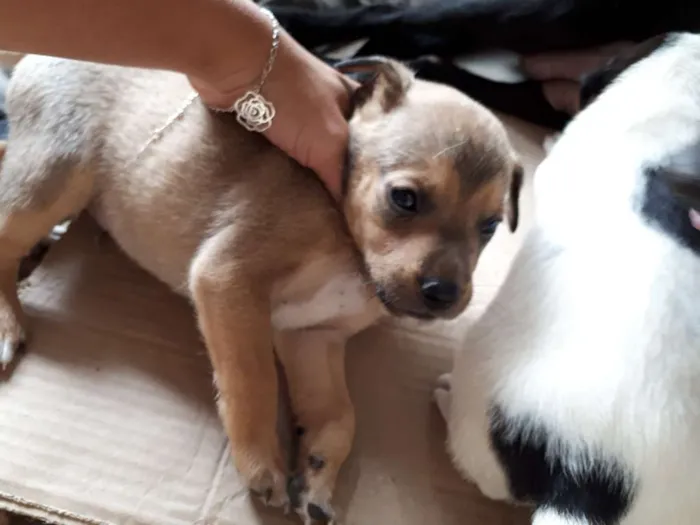 Cachorro ra a Vira lata  idade Abaixo de 2 meses nome Não tem nome