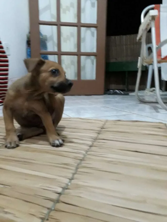 Cachorro raça Indefinida idade Abaixo de 2 meses nome Sem nome