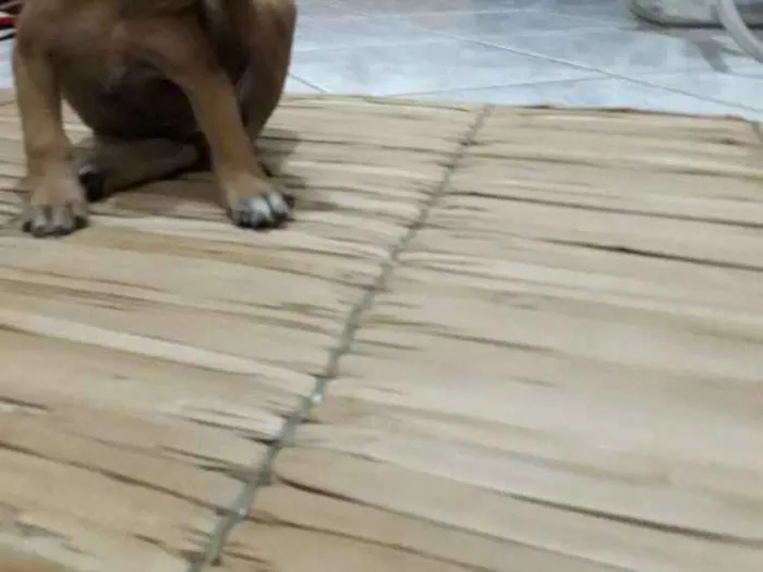 Cachorro raça Indefinida idade Abaixo de 2 meses nome Sem nome