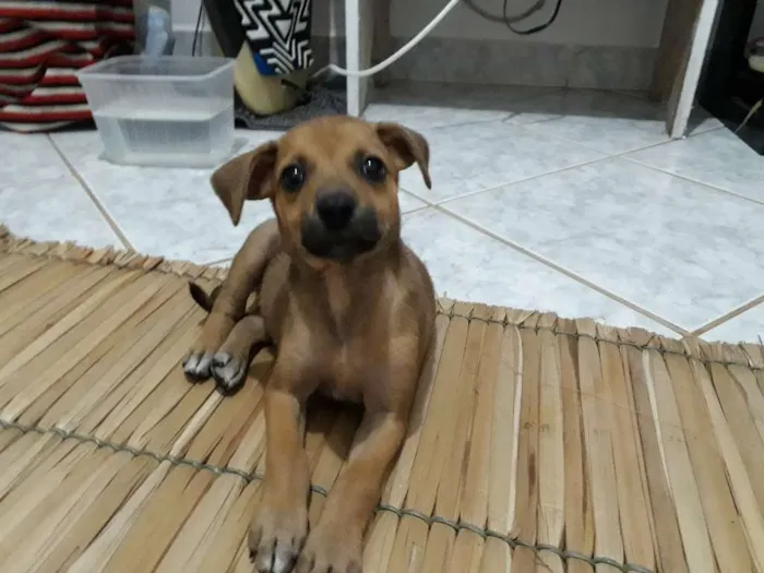 Cachorro raça Indefinida idade Abaixo de 2 meses nome Sem nome
