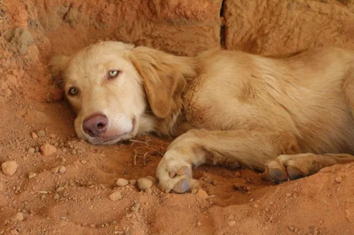 Cachorro ra a SRD idade 1 ano nome Aslan