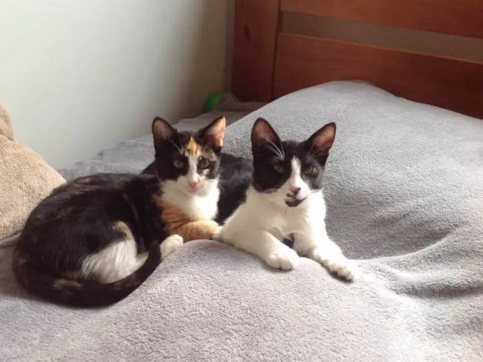 Gato ra a Vira lata idade 2 a 6 meses nome Sem nome