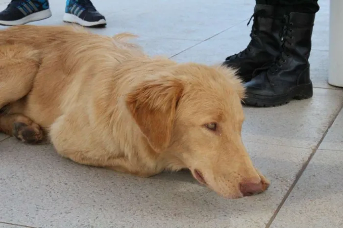 Cachorro ra a SRD idade 1 ano nome Aslan