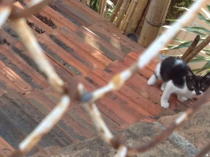 Gato ra a Vira lata idade 2 a 6 meses nome Sem nome