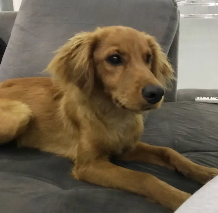 Cachorro ra a  idade 2 a 6 meses nome Caramelo