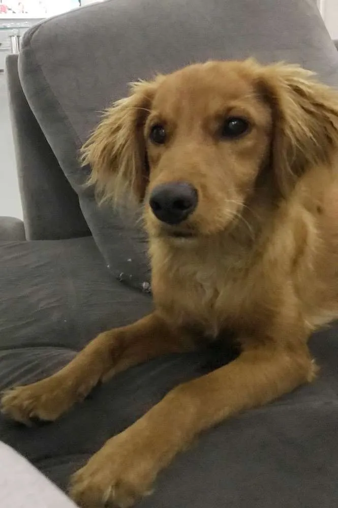 Cachorro ra a  idade 2 a 6 meses nome Caramelo