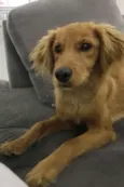 Caramelo
