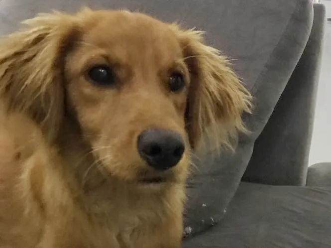 Cachorro ra a  idade 2 a 6 meses nome Caramelo