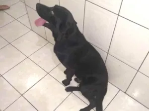 Cachorro raça Labrador idade 2 anos nome Erus 