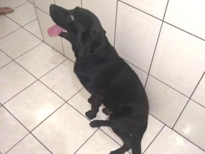 Cachorro ra a Labrador idade 2 anos nome Erus 