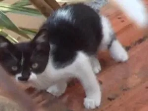 Gato raça Vira lata idade 2 a 6 meses nome Sem nome