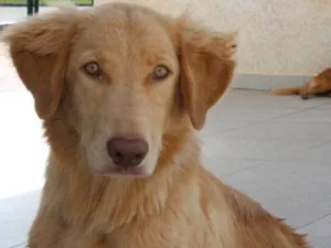 Cachorro raça SRD idade 1 ano nome Aslan