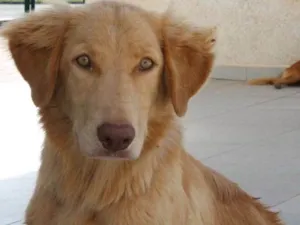 Cachorro raça SRD idade 1 ano nome Aslan