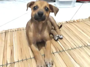 Cachorro raça Indefinida idade Abaixo de 2 meses nome Sem nome