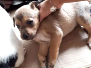 Cachorro raça Vira lata  idade Abaixo de 2 meses nome Não tem nome